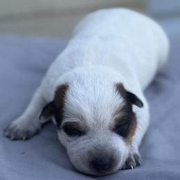 Oscar - Red mottled male Australian Cattle Dog puppy in Seneca, Missouri from MO Morningstar Heelers