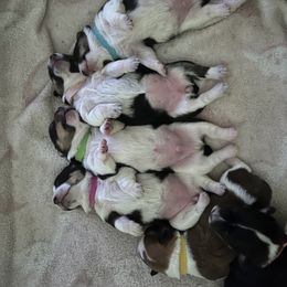Companion Cross puppies from Beam’s Cowboy Corgi’s