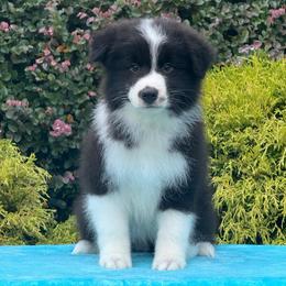 Toby - Black male Border Collie puppy in Dunn, North Carolina from Coylety Border Collies