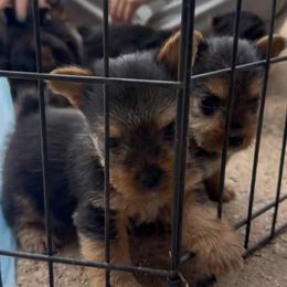 Oscar - Black and tan male Norwich Terrier puppy in Groesbeck, Texas from Ranch 4M