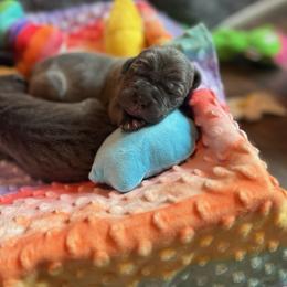 Cane Corso Puppies from Nuovo Inizi Kennels