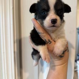 Girl 1 - Black and tan female Pembroke Welsh Corgi puppy in Aberdeen, Washington from Coastal country Farms