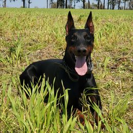 Doberman Pinschers from Gordon Farms Dobermans
