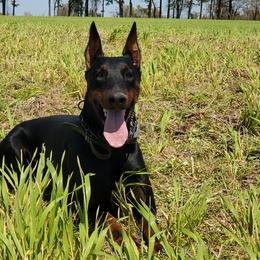 Doberman Pinschers from Gordon Farms Dobermans