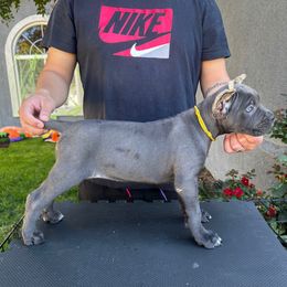 Yellow Collar Female - Gray female Cane Corso puppy in San Jacinto, California from Premium Cane Corso