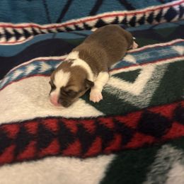 Peppermint (boy 2) - Red male Pembroke Welsh Corgi puppy in Maupin, Oregon from Bailey Nannini