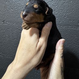 Mr Blue - Black and tan male Airedale Terrier puppy in Mooresville, North Carolina from Farm 55
