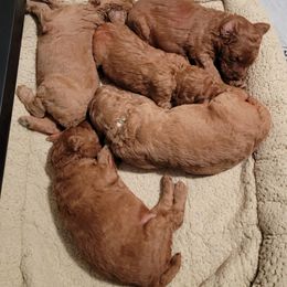 Poodle Puppies from Big Stretch