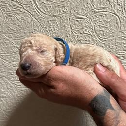 Boy 1 (dark blue collar) - Cream male Goldendoodle puppy in San Diego, California from Southside Doodles