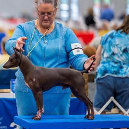 Grinch - American Hairless Terrier