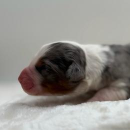 Girl 2 - Merle female Bernedoodle puppy in Montverde, Florida from Central Florida Bernedoodles