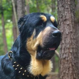 Shah - Central Asian Shepherd Dog
