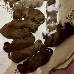 Goldendoodle Puppies from Maison De Pawz