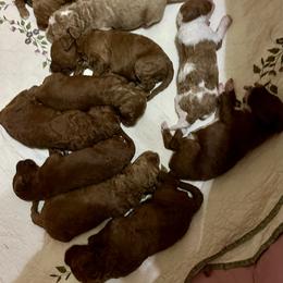 Goldendoodle Puppies from Maison De Pawz
