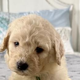 Amy - Cream female Goldendoodle puppy in Pensacola, Florida from Goldendoodles Love You in Pensacola Friend Edition