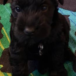 Miniature Schnauzers from Tina Lusk's Miniature Schnauzers