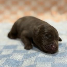 Barbie - Chocolate female Labrador Retriever puppy in Isle, Minnesota from Dog Ear Outfitters