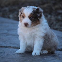 Australian Shepherd and Miniature Australian Shepherd Puppies from Canyon Creek Aussies