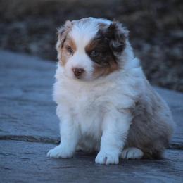 Australian Shepherd and Miniature Australian Shepherd Puppies from Canyon Creek Aussies