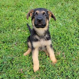 Yellow - Black and red male German Shepherd puppy in Coatesville, Pennsylvania from Jessica's German Shepherds