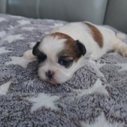 Girl number 1 - Tricolor female Shih Tzu puppy in Hialeah, Florida from Jolie glz