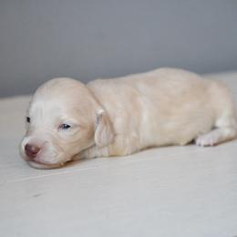 Boy 2 - Cream male Dachshund puppy in Martinsville, Virginia from Ana’s Beautiful Doxies