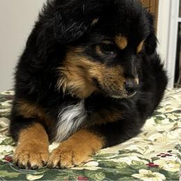 Flyin-M Spenser - Black tri male Toy Australian Shepherd puppy in La Grande, Oregon from Larsen's Toy Aussies