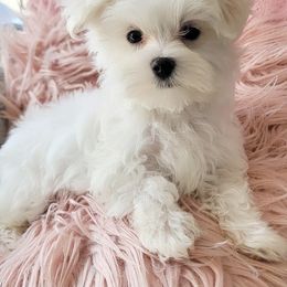 Maltese, Maltipoo, and Poodle Puppies from Healing Pawz LLC