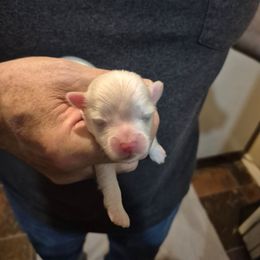 Sweetie - White female Maltipoo puppy in Sedro Woolley, Washington from Absher Ranch