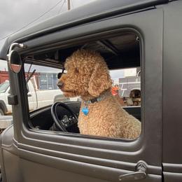 Cooper - Goldendoodle