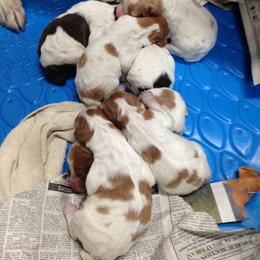 Brittany Puppies from Jacquie Jolly