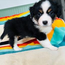 Skykomish (Sky) (full tail) - Black tri female Miniature American Shepherd puppy in Olympia, Washington from Shamayim Acres ~ Miniature American Shepherds
