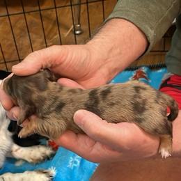Gabe - Dapple male Dachshund puppy in Harriet, Arkansas from B&K Dachshunds