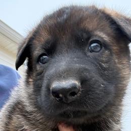 STAR - yellow collar - Sable female German Shepherd puppy in Coats, North Carolina from T'S SHEPHERDS