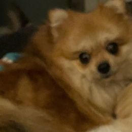 Nala - Pomeranian