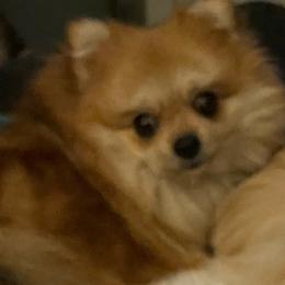 Nala - Pomeranian
