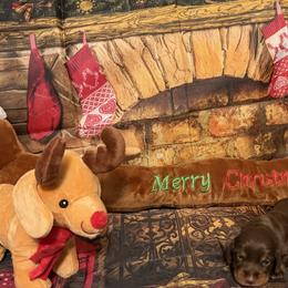 Rudolph - Chocolate and tan male Dachshund puppy in Erie, Michigan from Champagne’s Grinch Toe’d Dachshunds