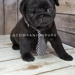 Pug Puppies from Companion Pups