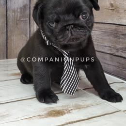 Pug Puppies from Companion Pups