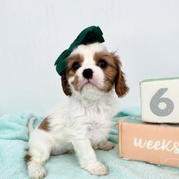AKC Champion-Sired Kisses - Blenheim female Cavalier King Charles Spaniel puppy in Louisville, Kentucky from Ali-Mae Cavalier King Charles Spaniels