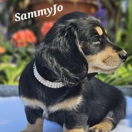 SammyJo - Black and cream female Dachshund puppy in Ben Wheeler, Texas from Anytime Dachshunds by D.B.