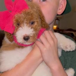 Mockingbird (Our Lone Star State litter) - Parti female Goldendoodle puppy in Hopkins County, Texas from Boutique Doodles