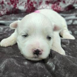 Abbie - White and tan female Maltese puppy in Neosho, Missouri from Cooley's Cuddle Pups