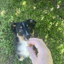 “Clover” - Black Australian Shepherd puppy in Yadkinville, North Carolina from Gold Leaf Farm & Kennels