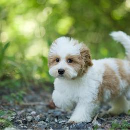 Louie Vuitton - Parti male Maltipoo puppy in Deming, Washington from Heavenly Puppies to Love
