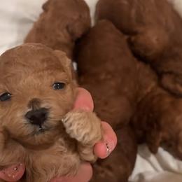 Poodles from TTpoodle