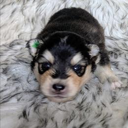 Boy 5 - Black and white male Pomsky puppy in Spring Hill, Florida from www.PuppyTimeEmporium.com