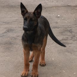 Peter - Red sable male Belgian Malinois puppy in Chino, California from BlueStone K9