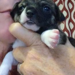 Chihuahua Puppies from Ay Chihuahua's