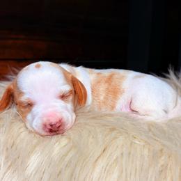 Rowan - Dapple male Dachshund puppy in Washburn, Tennessee from Clinch Mountain Dachshunds